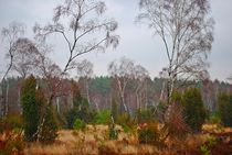 Lüneburger Heide im Winter... 2 by loewenherz-artwork