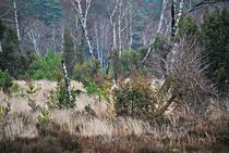 Lüneburger Heide im Winter... 3 by loewenherz-artwork