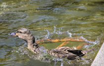 Jumping into the Water by Elisabeth  Lucas