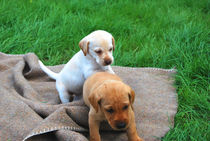 Labradorwelpen beim Spielen von Daiana Hahn