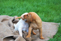 Labradorwelpen beim Spielen von Daiana Hahn