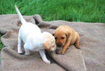 Labradorwelpen beim Spielen von Daiana Hahn