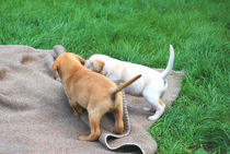 Labradorwelpen beim Spielen von Daiana Hahn