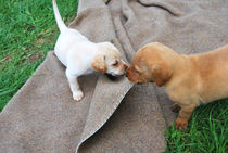 Labradorwelpen beim Spielen von Daiana Hahn