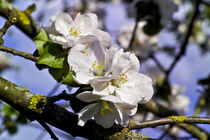 Apfelbaumblüte im Frühling (Malus domestica) by Werner Meidinger