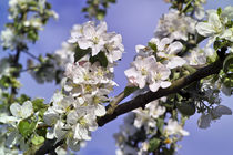 Apfelbaumblüte im Frühling (Malus domestica) by Werner Meidinger