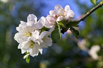 Apfelbaumblüte im Frühling (Malus domestica) by Werner Meidinger