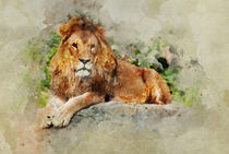 Male Lion by Jarek Blaminsky