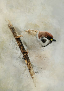 Small sparrow on the branch by Jarek Blaminsky