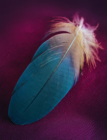 Pretty blue feather by Jarek Blaminsky