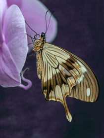 Pretty butterfly on a lilac flower von Jarek Blaminsky