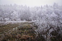 Winterlandschaft mit Nebel und Raureif by Christine Horn