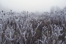 Landschaft mit Disteln und Raureif by Christine Horn