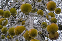 "Apfel-Sorbet" ;-) von Christine Horn