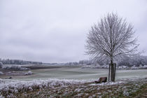 Landschaft bei Mahlspüren im Hegau - Landkreis Konstanz von Christine Horn