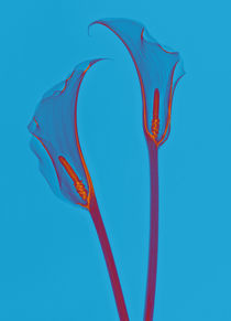 Durchleuchtete Calla by Aleksandar Reba