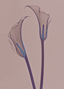 Durchleuchtete Calla Vol. 4 by Aleksandar Reba