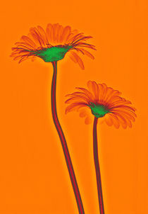 Durchleuchtete Gerbera von Aleksandar Reba