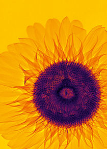 Durchleuchtete Sonnenblume von Aleksandar Reba