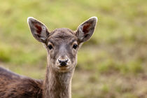 Da schau her by Harald Schottner