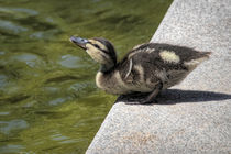 Drinking Baby Duck von Elisabeth  Lucas