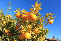 Orangen von Mario Hommes