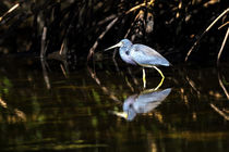 Blaureiher by Mario Hommes