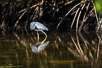 Blaureiher by Mario Hommes