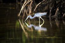 Blaureiher by Mario Hommes