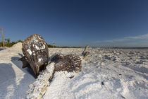 Muschel am Strand von Mario Hommes