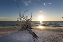 Toter Mangrovenbaum in der Abendsonne by Mario Hommes