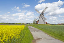 Windmühle Bierde (Petershagen) mit gelbem Rapsfeld von Olaf Schulz