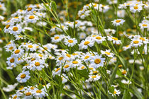 Blütenfülle im Sommer, Blüten des Balsamkraut (Balsamita major) by Werner Meidinger