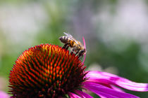 Honigbiene (Apis) beim Nektarsammeln auf Purpur-Sonnenhut  (Echinacea purpurea) by Werner Meidinger