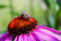 Honigbiene (Apis) beim Nektarsammeln auf Purpur-Sonnenhut  (Echinacea purpurea) by Werner Meidinger