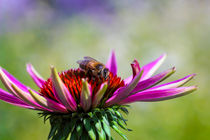 Honigbiene (Apis) beim Nektarsammeln auf Purpur-Sonnenhut  (Echinacea purpurea) by Werner Meidinger