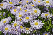 Großköpfiges Berufskraut - Erigeron speciosus - Blüten im Sommer by Werner Meidinger