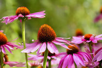 Blüten des Purpur-Sonnenhuts (Echinacea purpurea) von Werner Meidinger