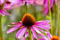 Blüte des Purpur-Sonnenhuts (Echinacea purpurea) by Werner Meidinger