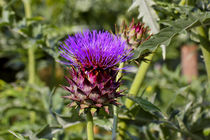 Blüte der Garten-Artischoke (Cynara scolymus) von Werner Meidinger