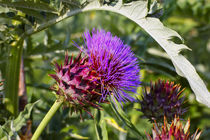 Blüte der Garten-Artischoke (Cynara scolymus) von Werner Meidinger