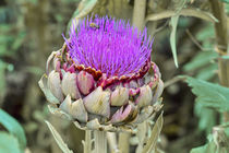 Blüte der Gemüse-Artischocke im Sommer, Cynara cardunculus von Werner Meidinger