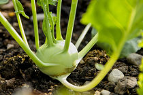 Weisser Kohlrabi im Gemüsebeet, Brassica oleracea  von Werner Meidinger