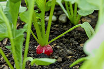 Radieschen im Gemüsebeet, Raphanus sativus var. sativus by Werner Meidinger