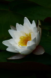 Water lily von igor-pruss