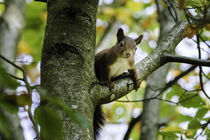 Eichhörnchen von urbanek-b