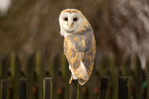 Barn Owl von David Hare