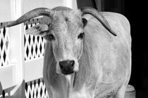 Minitiature Zebu BW von Elisabeth  Lucas