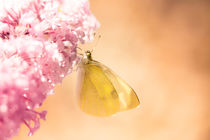 Pieris brassicae, the large white, also called cabbage butterfly von amineah