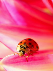Lady Bird / lady bug on a pink Dahlia von amineah